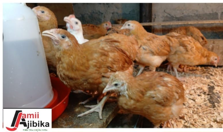 Community agriculture and food production activity